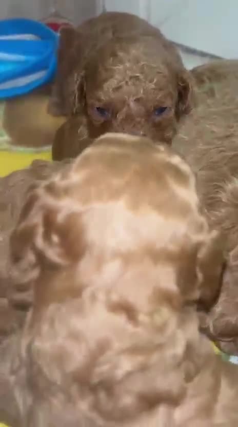 Caniche Toy perros en venta: Caniche toy  - Video 1