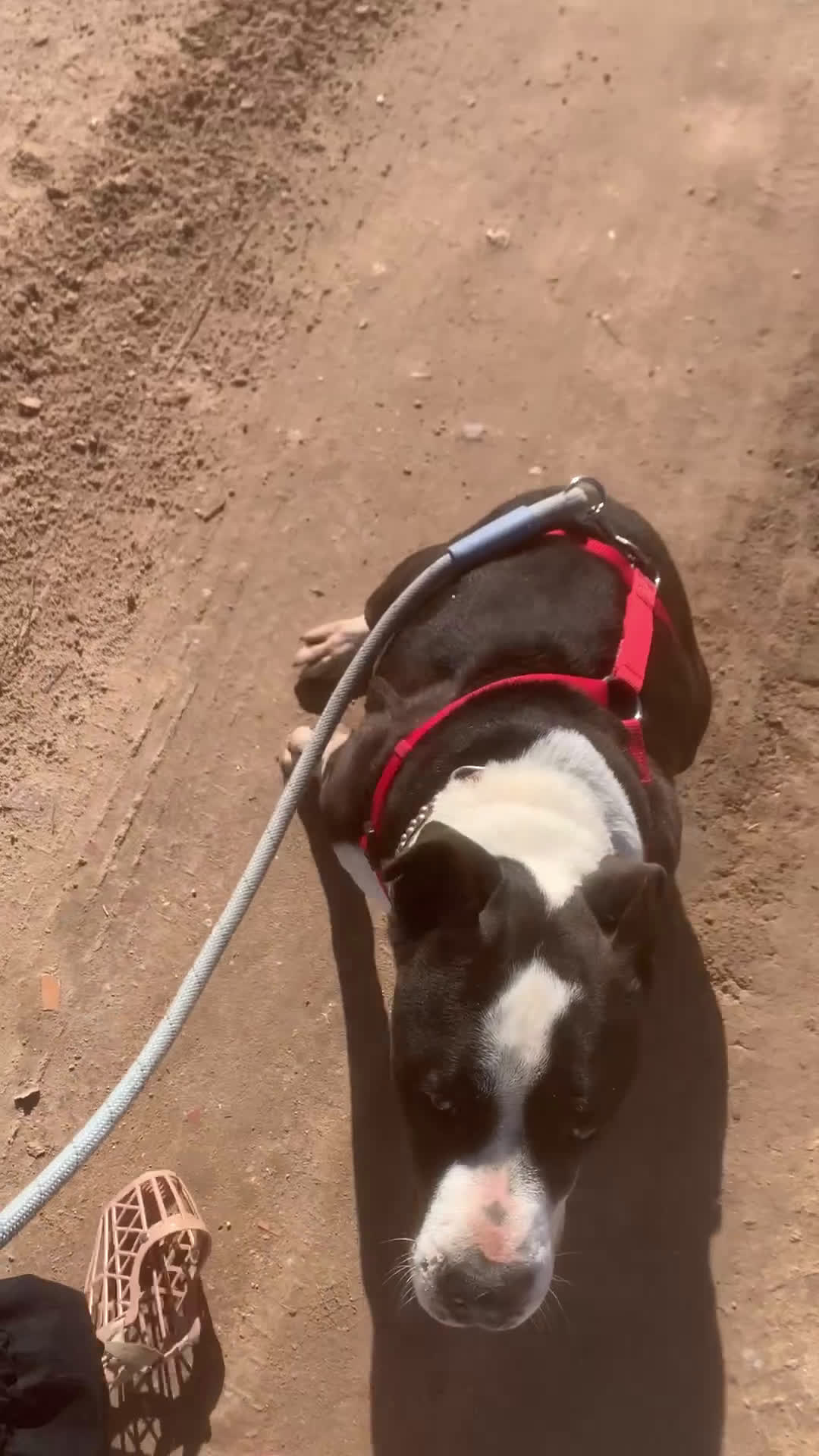 American Staffordshire-Terrier perros en adopcion: GULLIVER ❤️ en Adopción  - Video 1