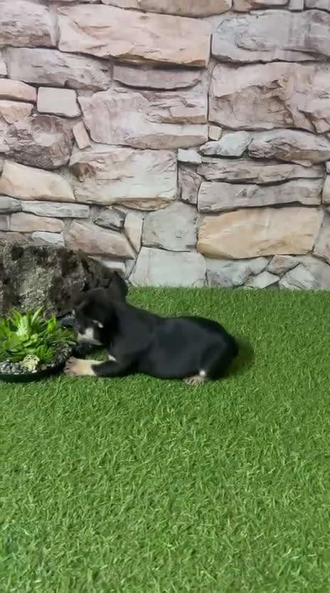 Bulldog Francés perros en venta: BULLDOG FRANCÉS EXÓTICO - Video 1