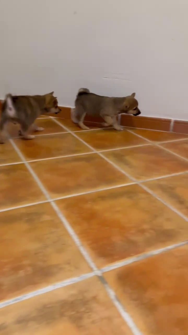Shiba Inu perros en venta: Shiba Inu preciosos bebes  - Video 1