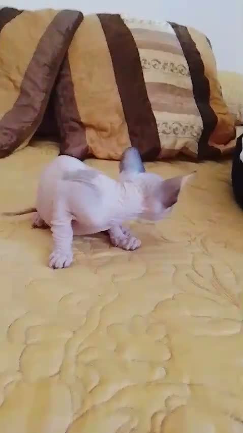 Sphynx gatos en venta: Preciosa hembrita ojos azules  - Video 1