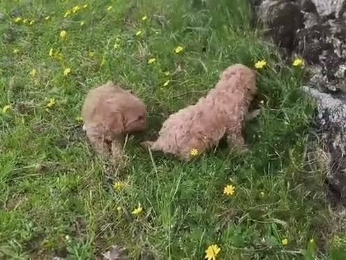 Maltipoo perros en venta: Bonita pareja Maltipoo - Video 1