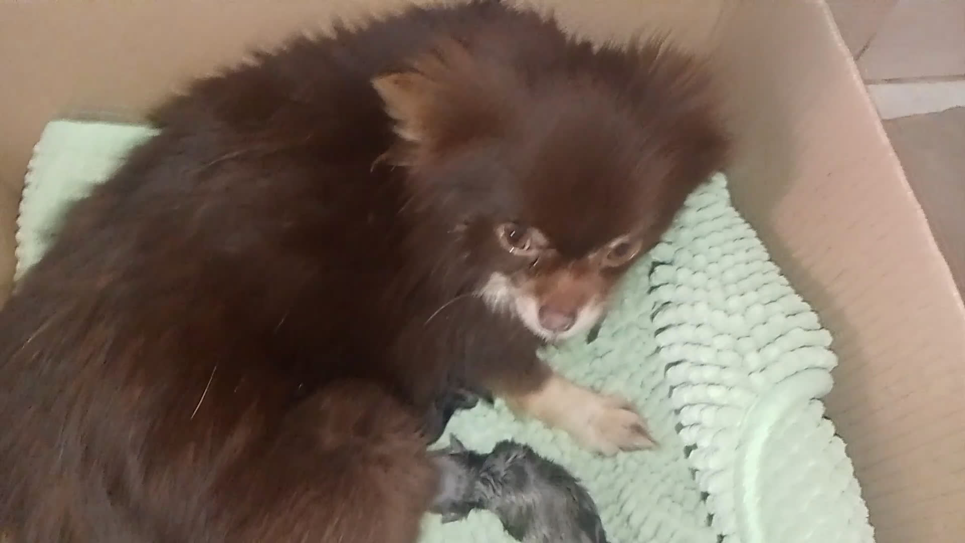Pomerania perros en venta: Pomerania para reservar exóticos  - Video 1