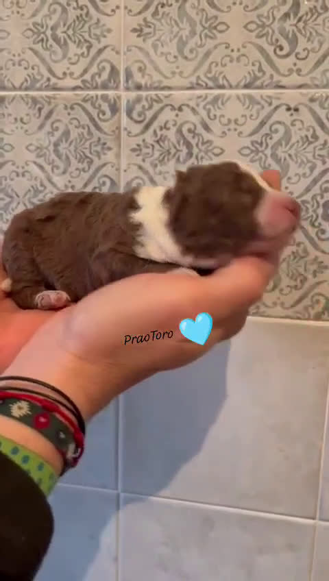 Perro de Agua Español perros en venta: Nueva camada de PDA PraoToro  - Video 3