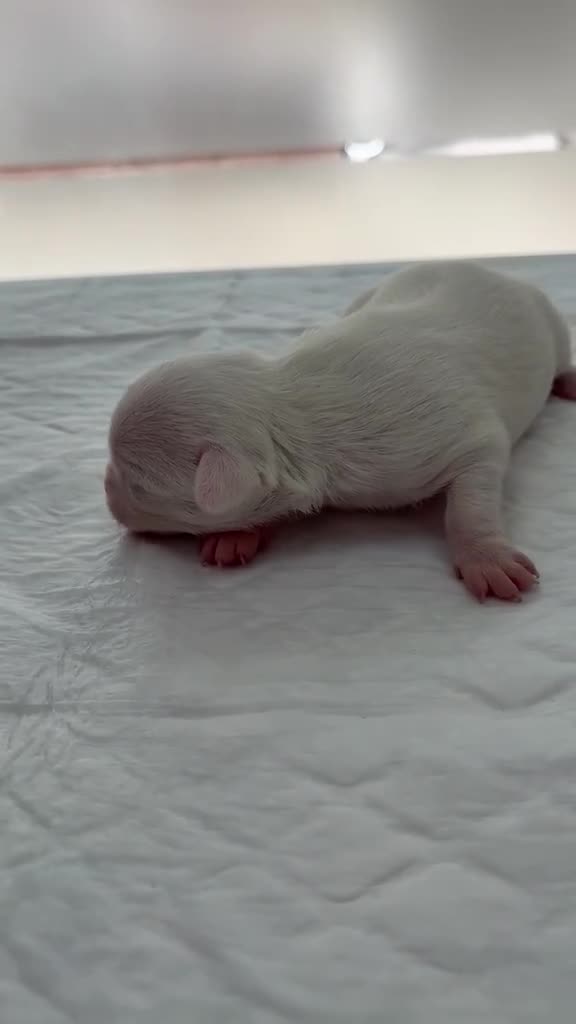 Chihuahua perros en venta: CHIHUAHUAS BLANCOS EXCLUSIVOS - Video 1