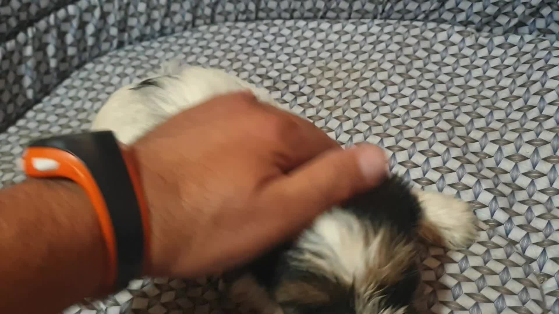 Biewer Yorkshire Terrier a la Pom Pon perros en venta: Biewer con pedigree - Video 2