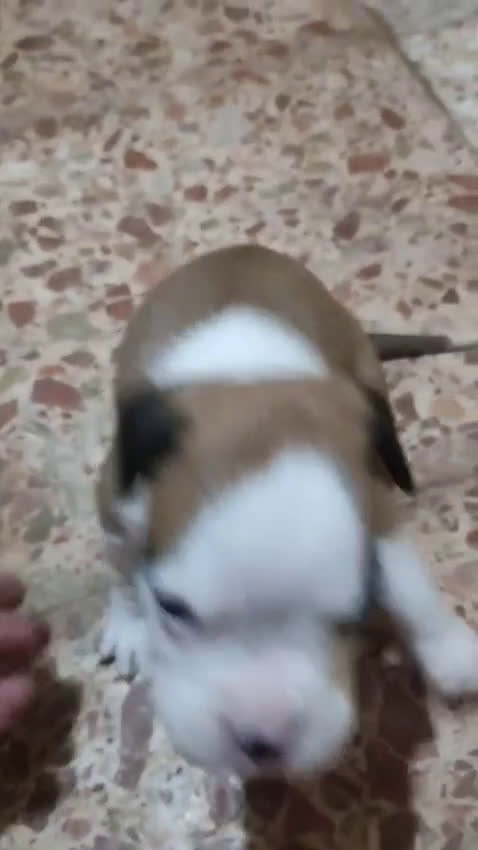 Boxer perros en venta: Bóxer  - Video 1