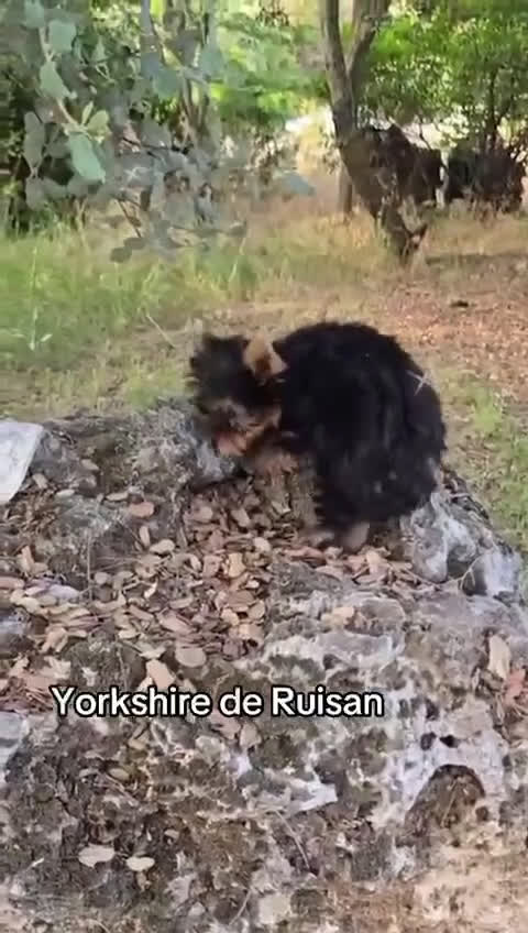 Yorkshire Terrier perros en venta: Yorkshire macho disponible  - Video 1