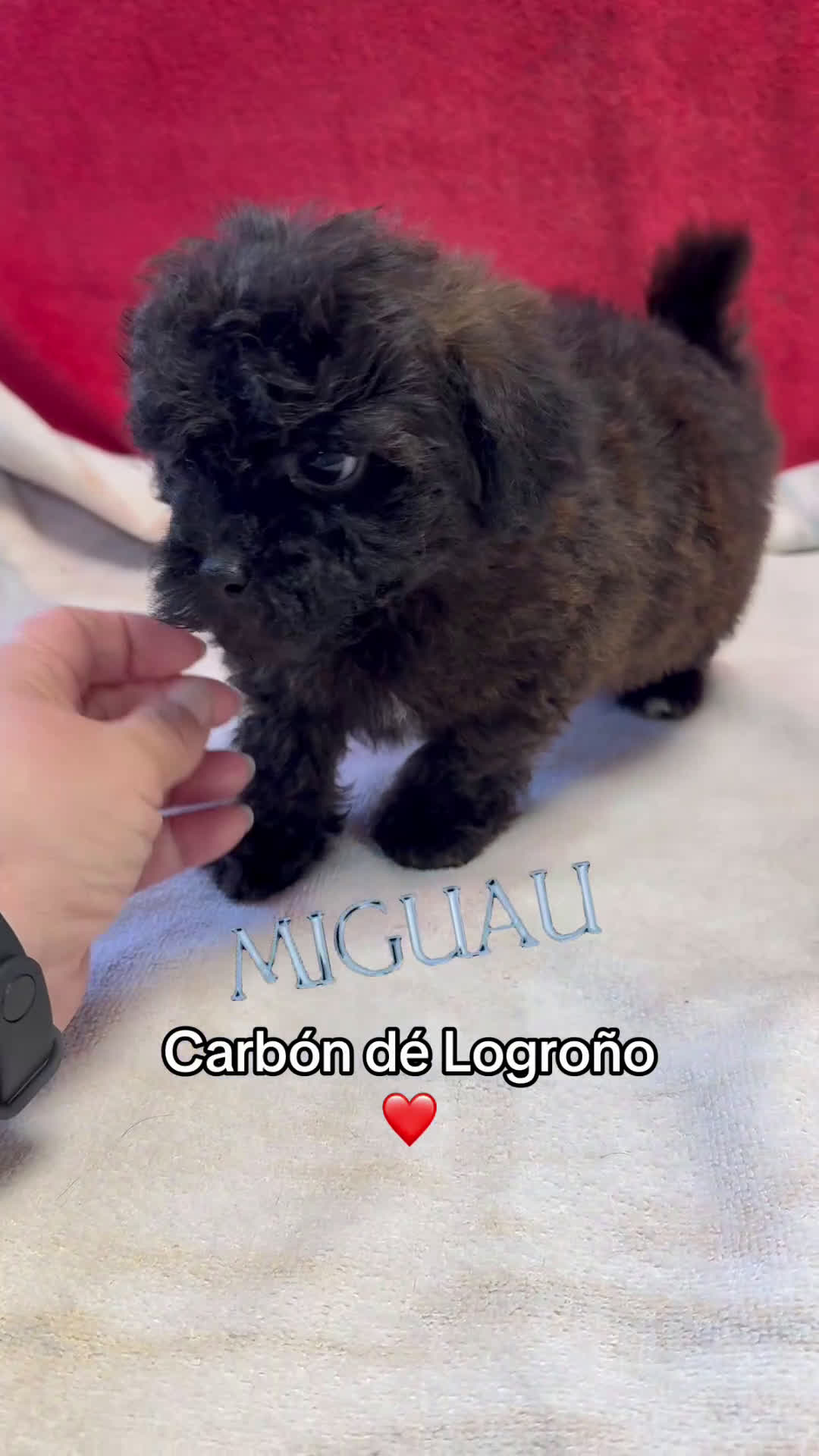Shihpoo perros en venta: Preciosos ShihPoos de varios colores - Video 4