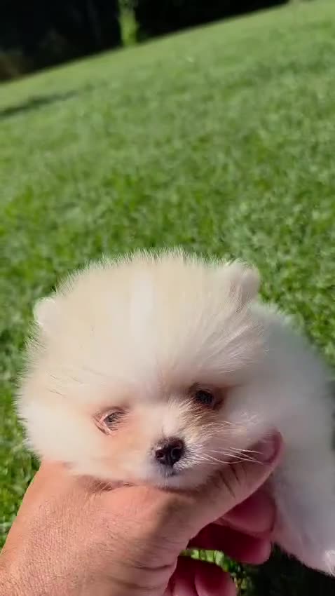 Pomerania perros en venta: Pomerania  - Video 1