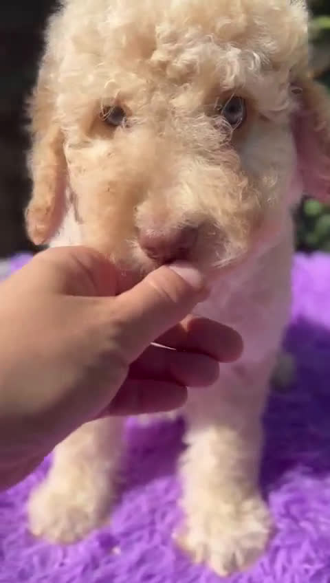 Perro de Agua Español perros en venta: Pdae crema ojos verdes  - Video 1