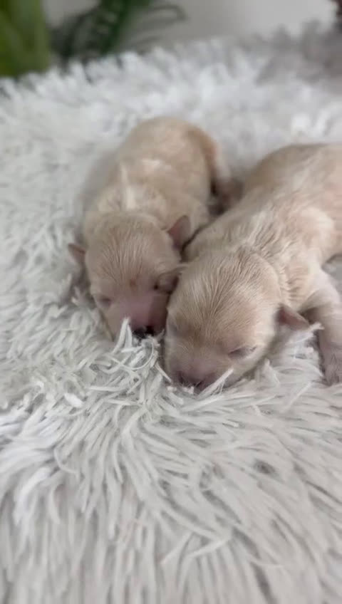 Maltipoo perros en venta: MALTIPOO HEMBRA - Video 1