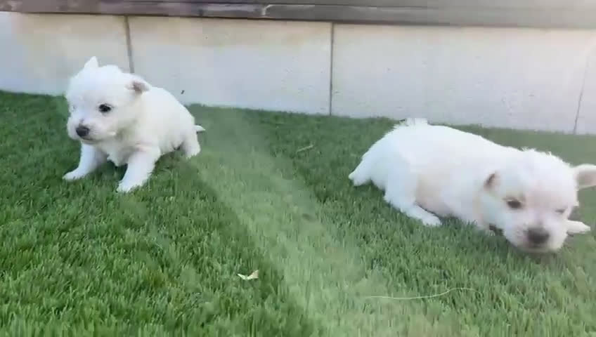 West Highland White Terrier perros en venta: Wuestis de primera. en Valencia - Video 1