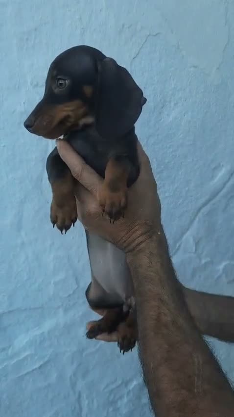 Teckel Miniatura perros en venta: Teckel miniaturas color chocolate y negros fuego  - Video 3