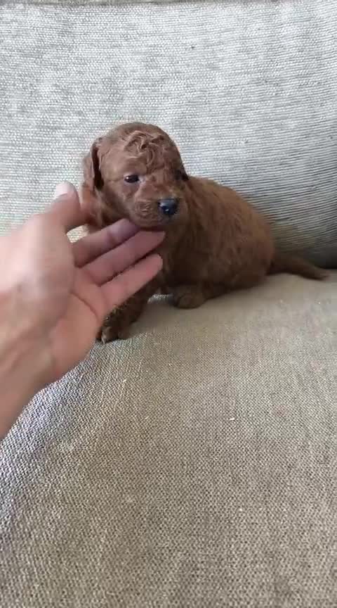 Goldendoodle perros en venta: Machos de goldendoodle en Sevilla  - Video 2