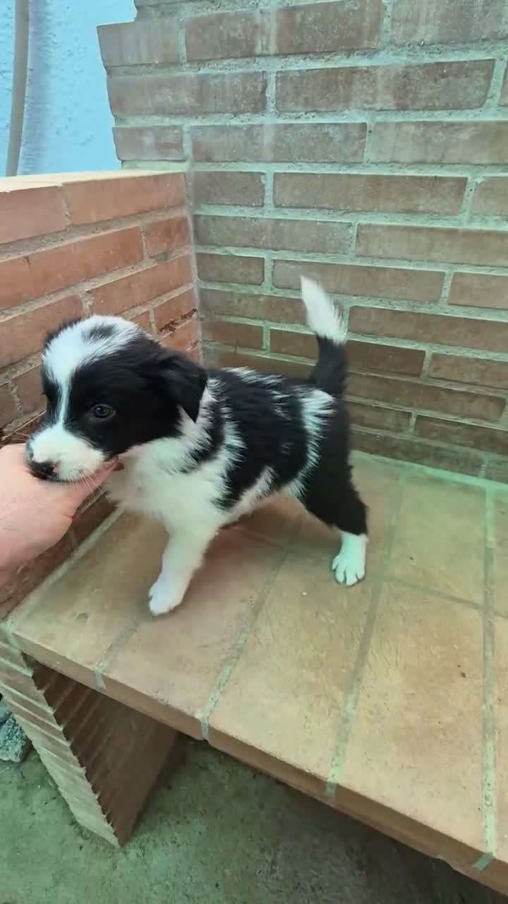 Border Collie perros en venta: Border collie negro y blanco - Video 4