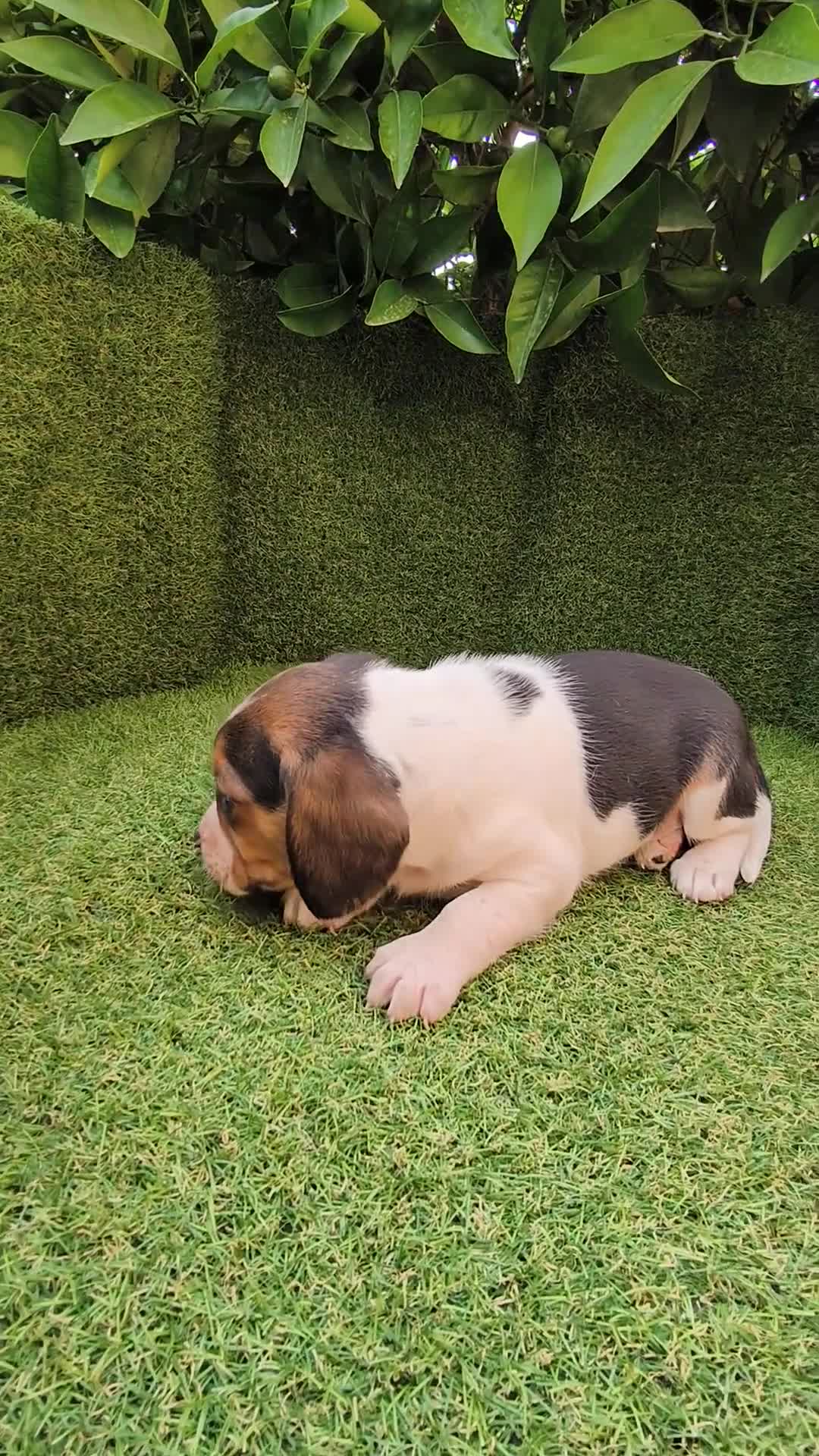 Beagle perros en venta: camada de beagles tricolor  - Video 3