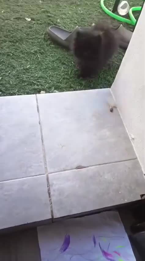 Pomerania perros en venta: Pomerania toy hembra  - Video 3