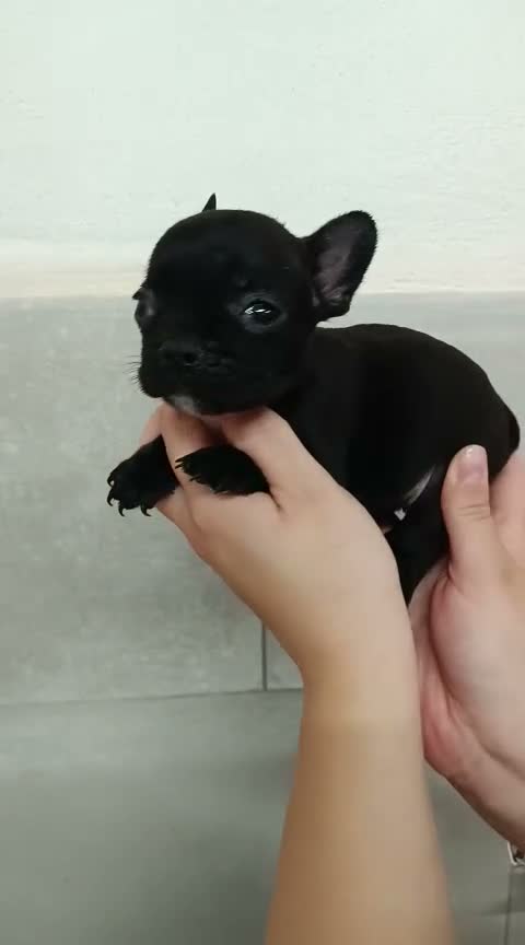 Bulldog Francés perros en venta: Bulldog Frances  - Video 1