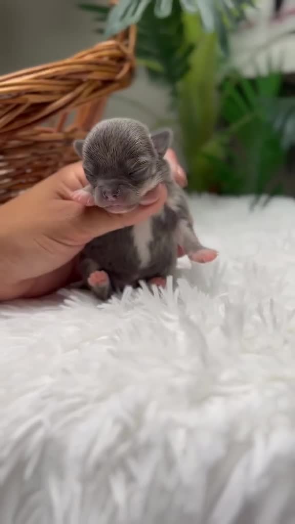 Chihuahua perros en venta: CHIHUAHUA HEMBRA - Video 1