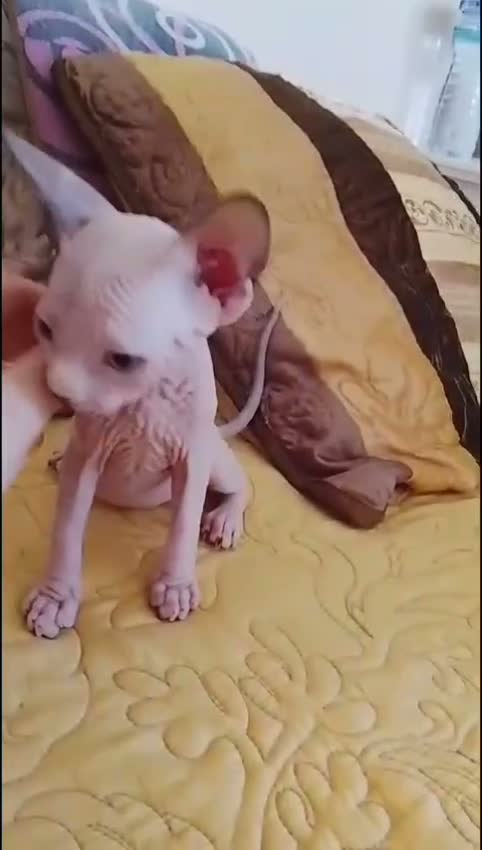Sphynx gatos en venta:   Hembrita ojos azules  - Video 1