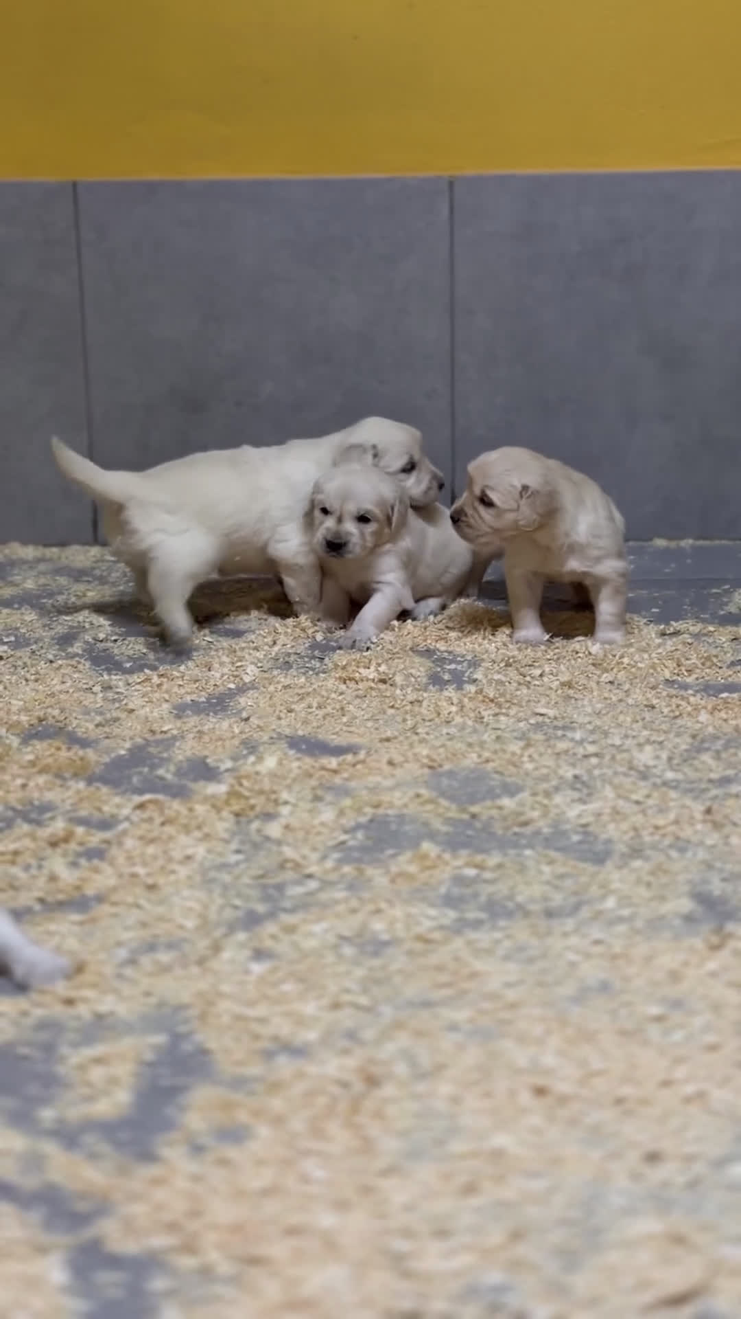 Golden Retriever perros en venta: Golden hembra  - Video 1