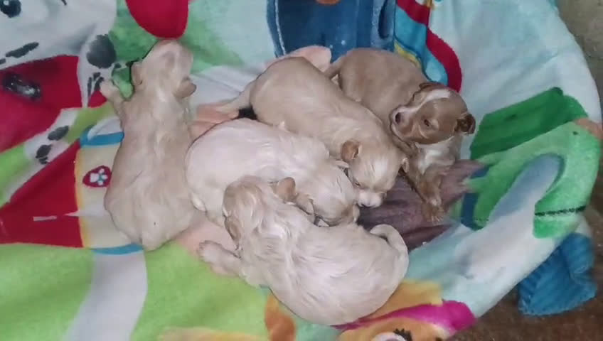 Maltipoo perros en venta: LINDA CAMADA DE HEMBRITAS MALTIPOOS - DESDE 800 € - Video 1