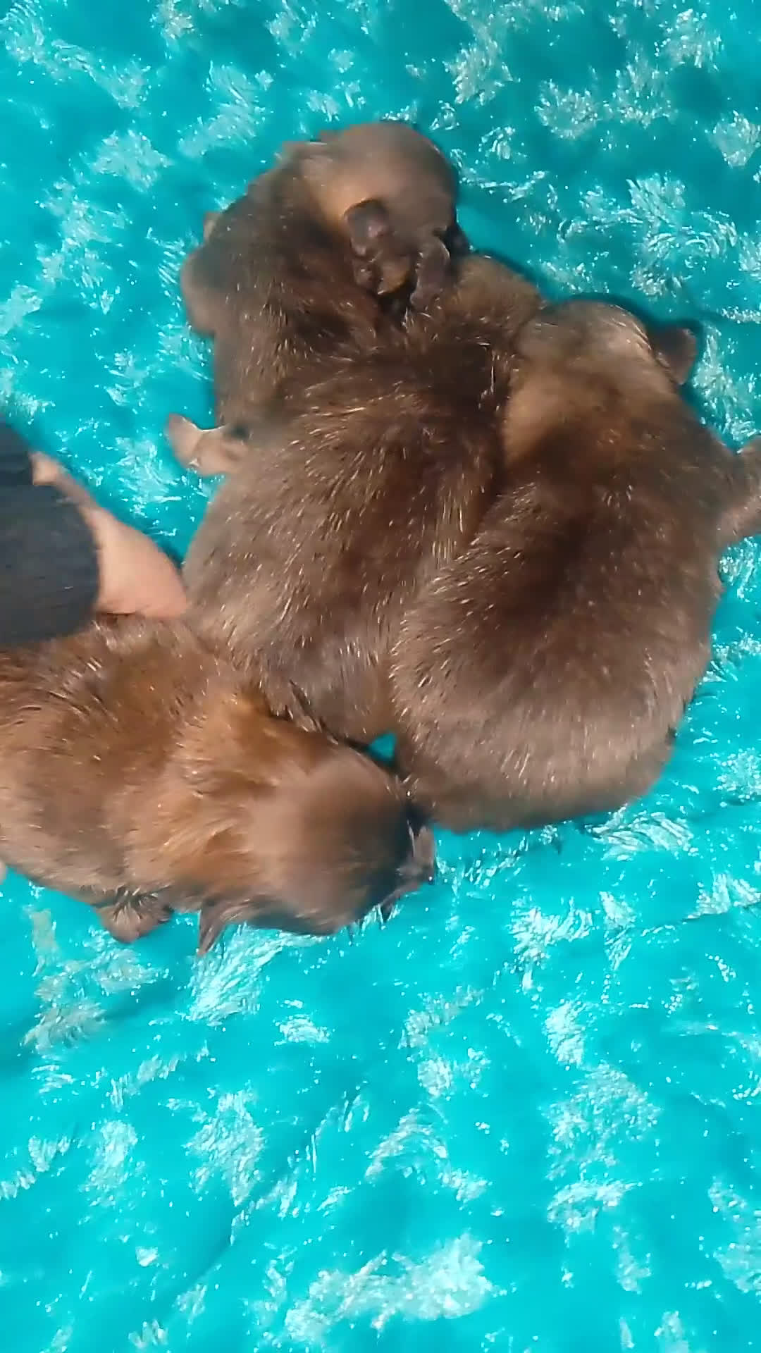 Raza Mixta perros en venta: Maltipom machos chocolate  - Video 1