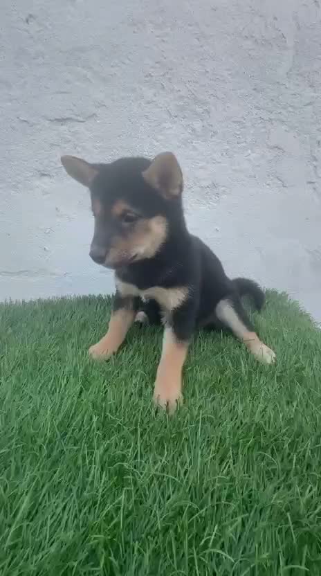 Shiba Inu perros en venta: Shiba Inu - Video 1