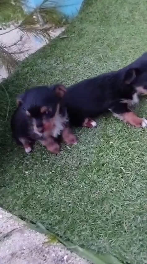 Yorkshire Terrier perros en venta: Yorkshire  - Video 1