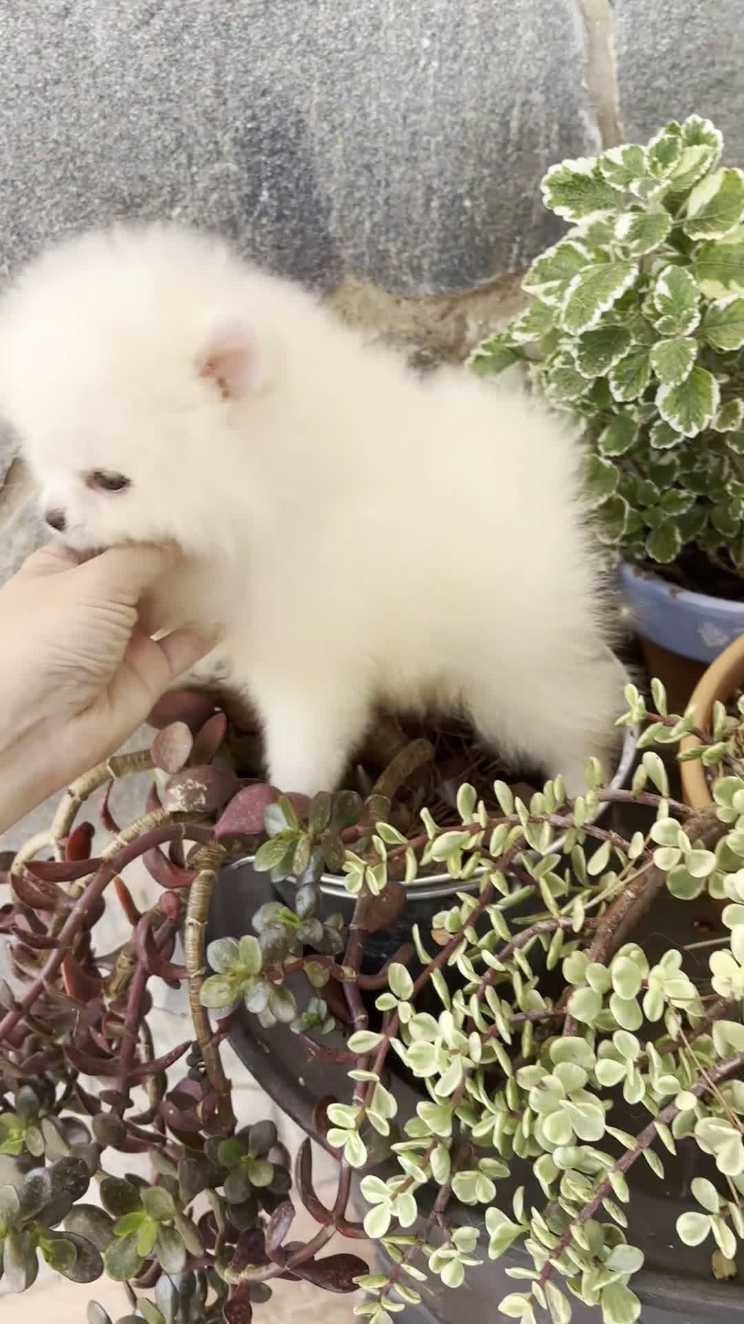 Pomerania perros en venta: Pomerania toy  - Video 1