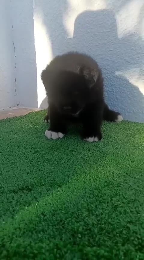 Akita Americano perros en venta: Akita Americano - Video 1
