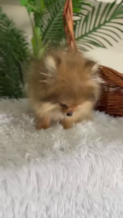 Pomerania perros en venta: POMERANIA HEMBRA MUY PEQUEÑITA - Video 2