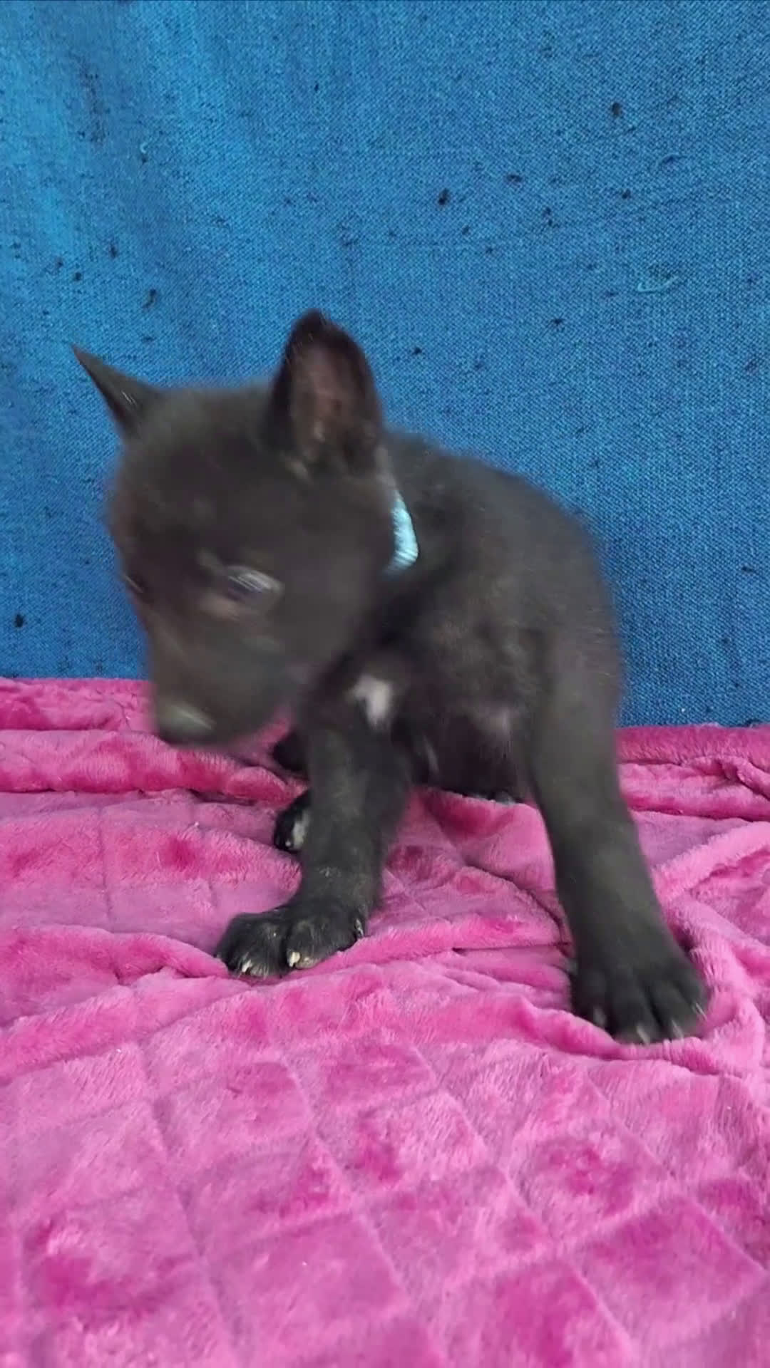 Otras razas perros en venta: PERRO LOBO AMERICANO  - Video 2