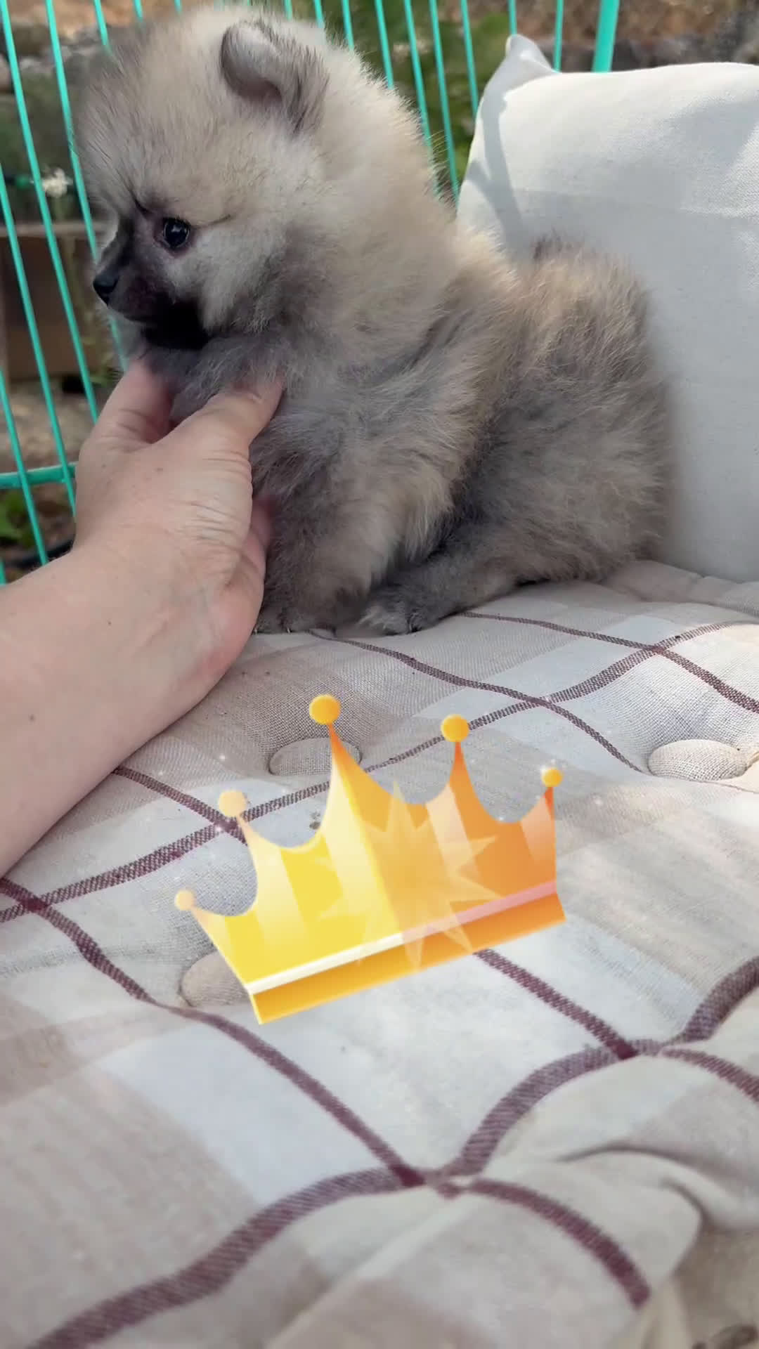 Pomerania perros en venta: Pomerania listo para conocer a su nueva familia!! - Video 1