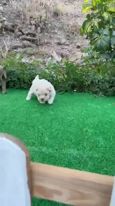 Maltipoo perros en venta: Maltipoo Toy Machos Apricot Súper peques  - Video 2