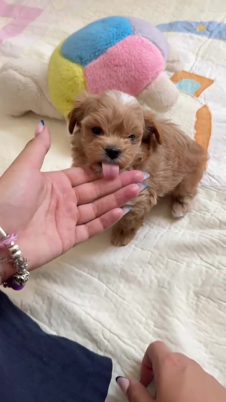 Maltipoo perros en venta: Maltipoo asiáticos de máxima calidad  - Video 1
