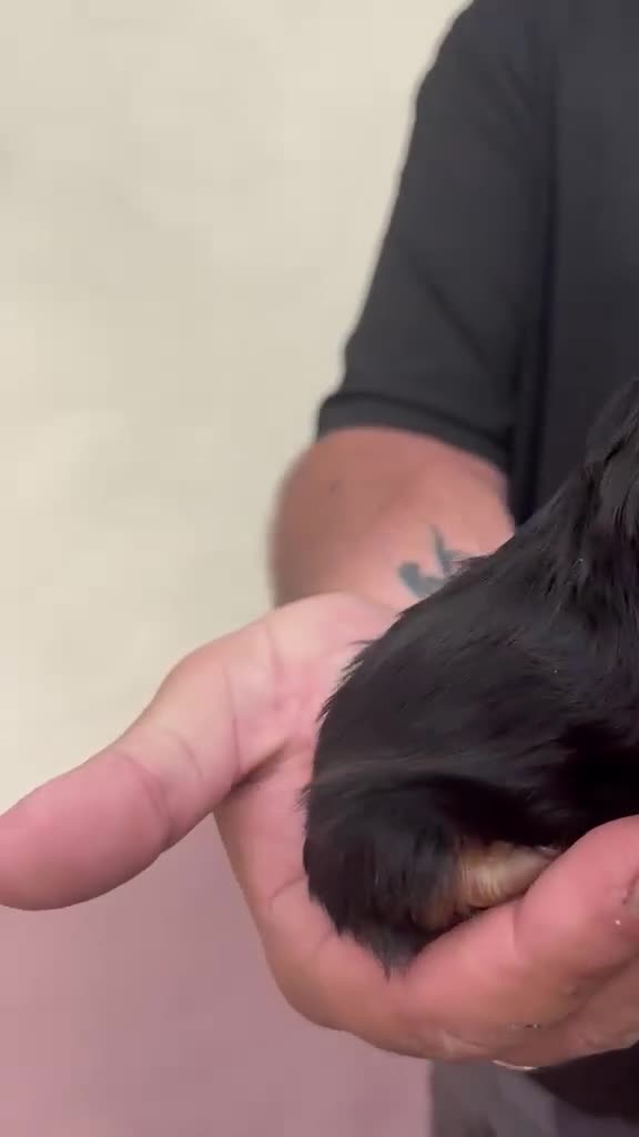 Yorkshire Terrier perros en venta: Yorkshire  - Video 2