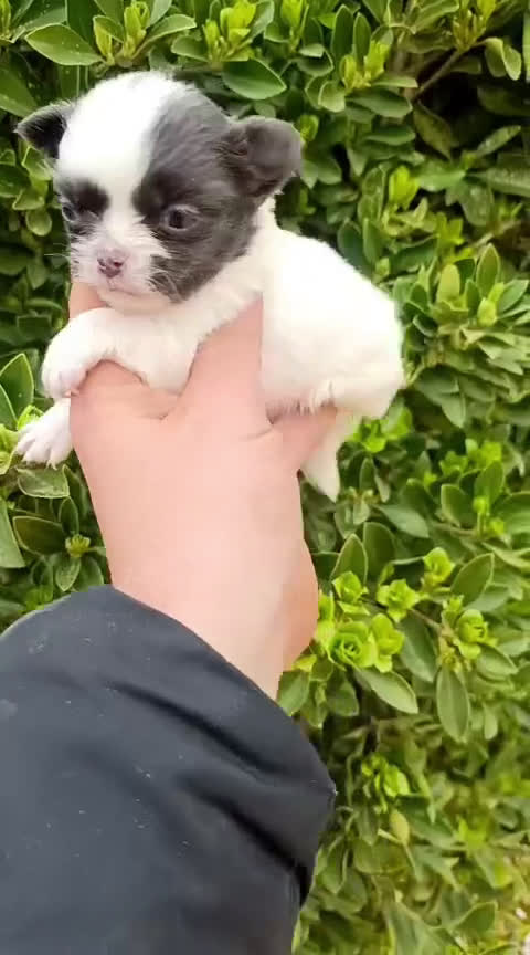 Chihuahua perros en venta: Chihuhua macho  - Video 1