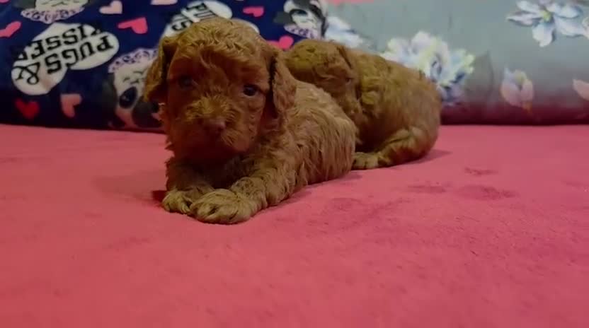 Caniche Toy perros en venta: ‼️‼️CANICHES 50% ASIÁTICOS  - Video 1