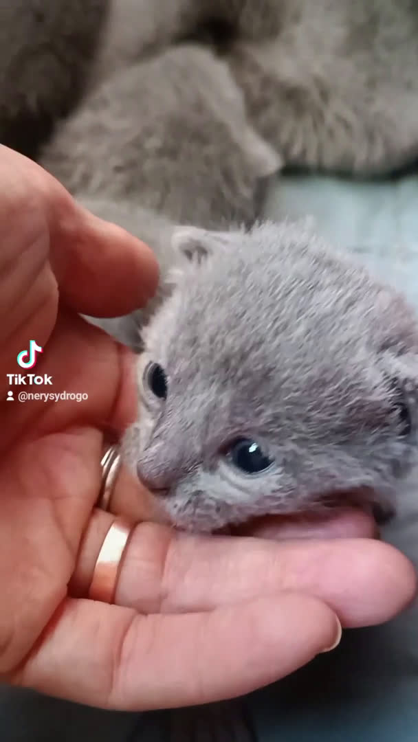 Azul Ruso gatos en venta: Cachorros azul ruso  en Cuenca - Video 1