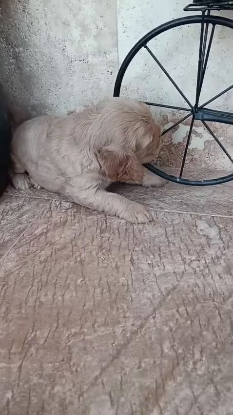 Cocker Spaniel Inglés perros en venta: COCKERS - Video 1