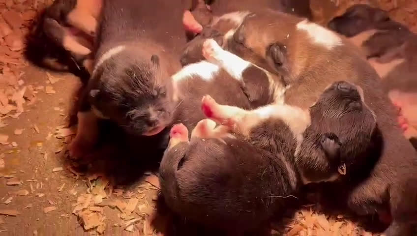 Akita Americano perros en venta: Cachorros de Akita Americano  - Video 1
