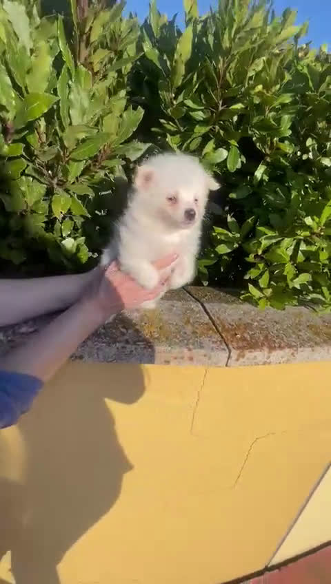 Pomerania perros en venta: Pomerania microtoy blanco, carita de oso - Video 1