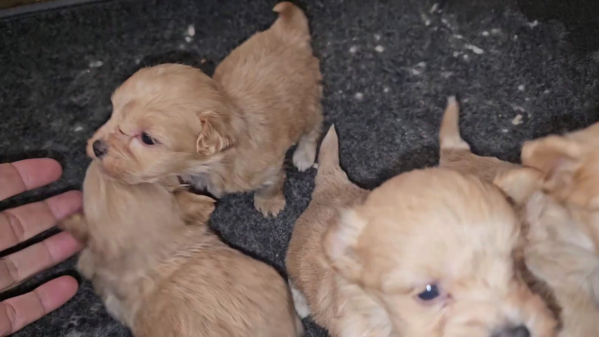 Maltipoo perros en venta: Maltipoo - Video 1