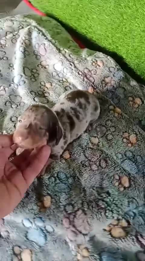 Teckel Miniatura perros en venta: Camadas de teckel kaninchen todos los colores  - Video 5