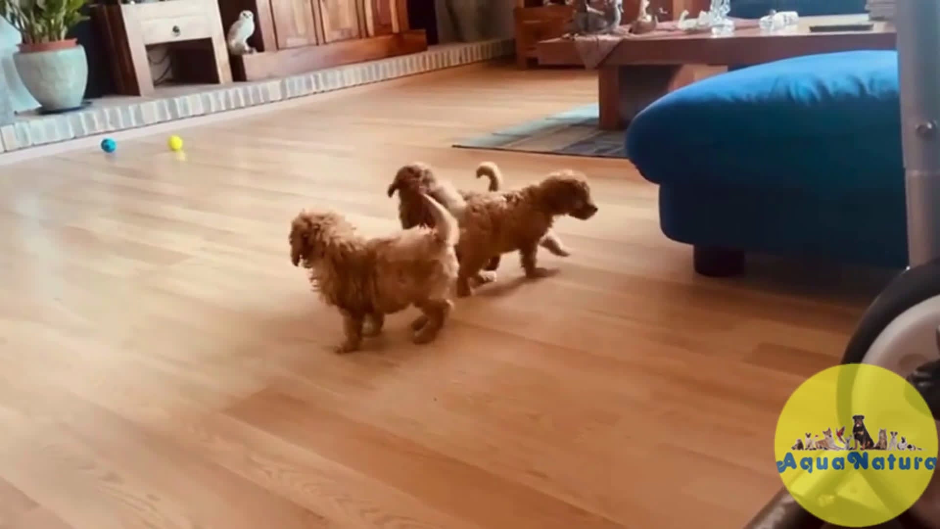 Caniche Toy perros en venta: Camada Caniches Barbie y Can - AQUANATURA en Barcelona - Video 1