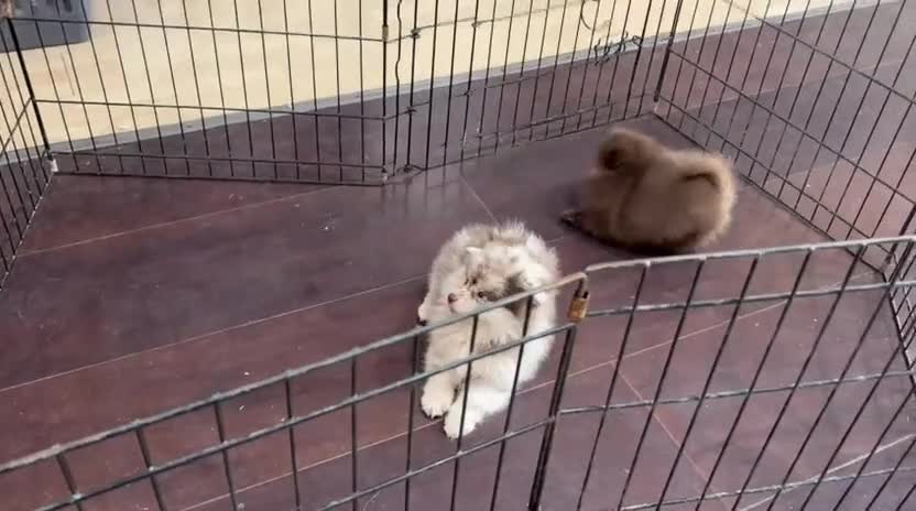 Pomerania perros en venta: lulu Pomerania toy  - Video 1