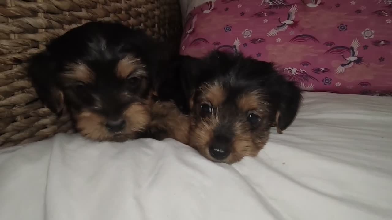 Yorkshire Terrier perros en venta: Yorkshire Terrier  en Madrid - Video 2