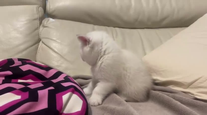 Británico de Pelo Corto gatos en venta: Macho British Blanco - Video 1